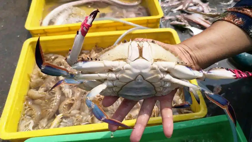 日照开海后海鲜价骤降,张家台码头一斤多重的大母蟹卖40,贵不贵