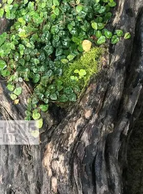 迷你小叶霹雳薜荔水陆雨林缸藤蔓攀爬附生造景室内观叶绿植物盆栽