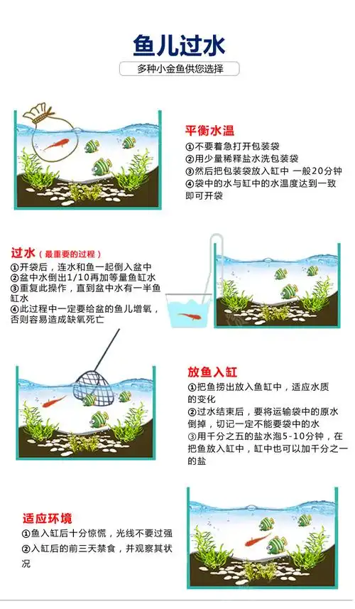 大型泰狮金鱼活体精品泰狮f1淡水鱼小型观赏冷水鱼狮子头风水 7-8cm红