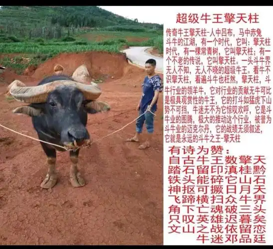 其它 刘七感的美篇 写美篇擎天柱牛王光辉十年(2008一2019) 辉煌战绩