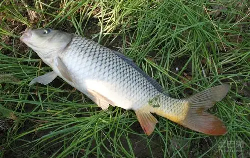 淡水鱼是什么 淡水鱼大全