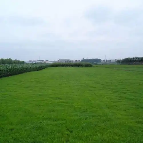 草坪型黑麦草种子什么时候种-花圃日记-江苏长景种业有限公司