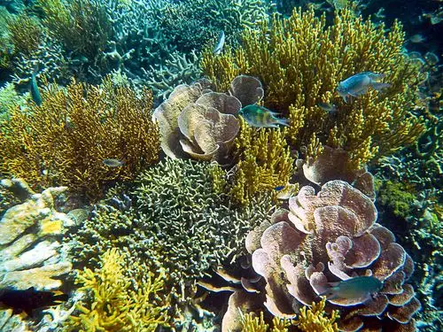 生态国际摄影大展征稿区 69 《惊艳的海底花园》(水下动植物系列)