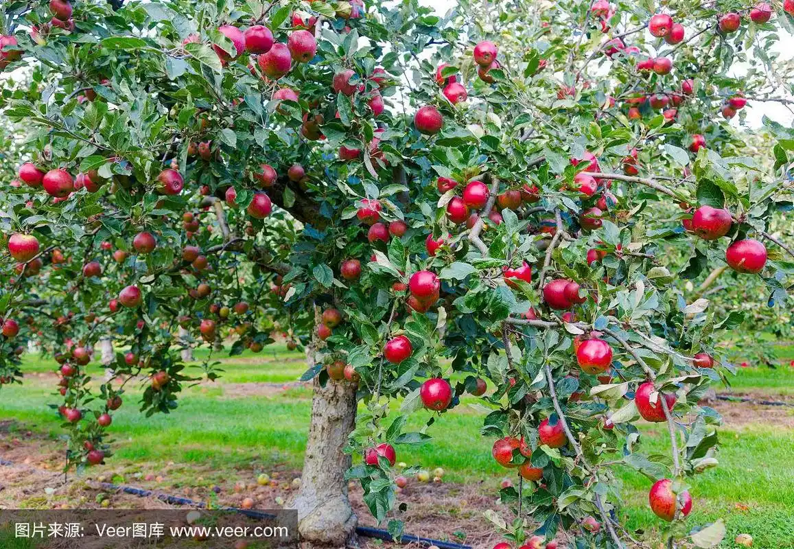 秋天果园里树上的苹果