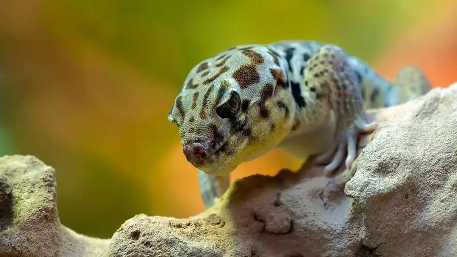 壁虎爬行动物4k