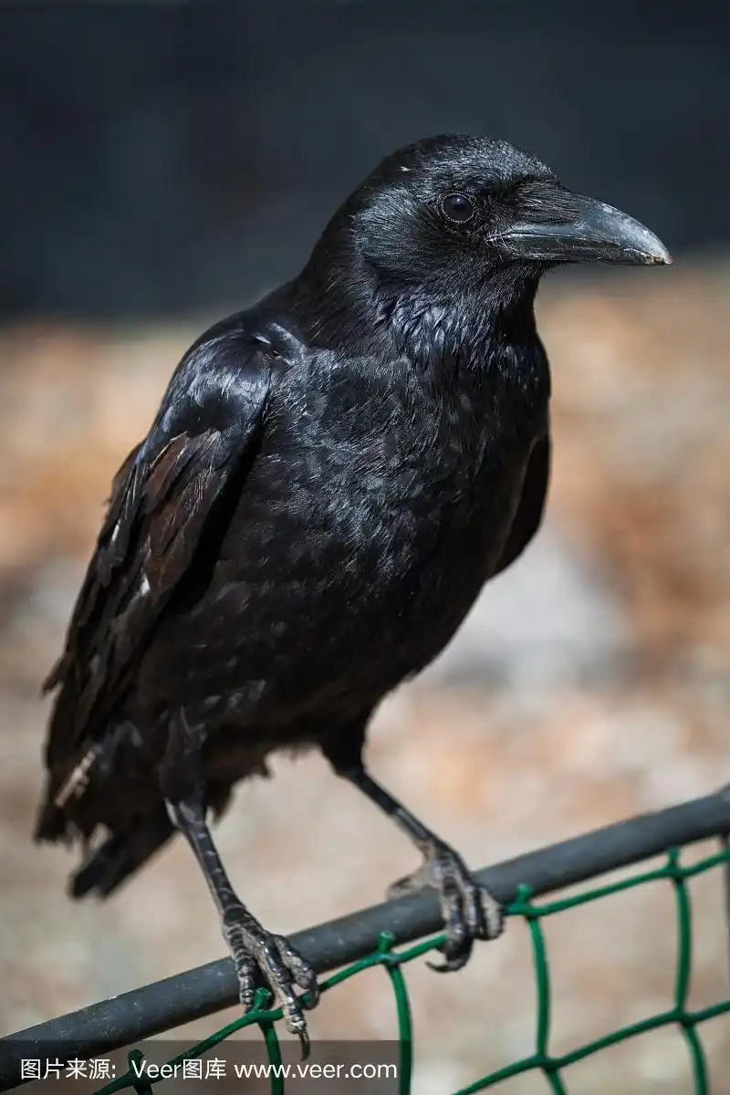 黑乌鸦