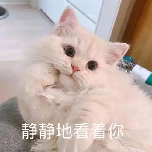 萌宠猫星人静静地看着你期待呆萌可爱gif动图_动态图_表情包下载_soog