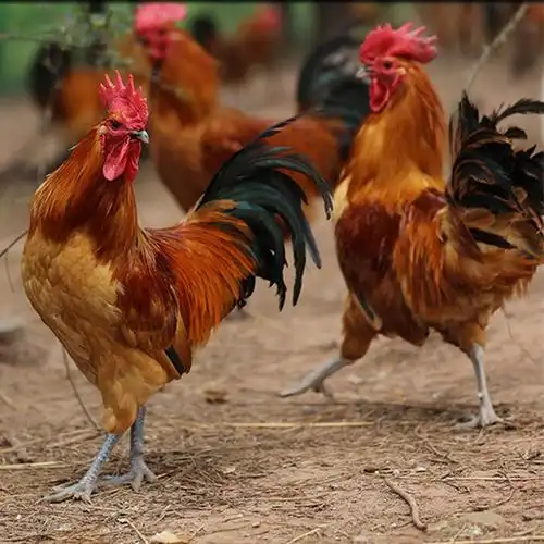 青脚麻鸡哪里有成年快大型商品肉鸡农家散养鸡苗哪里有