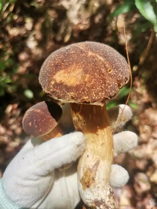 云南野生菌开始出了