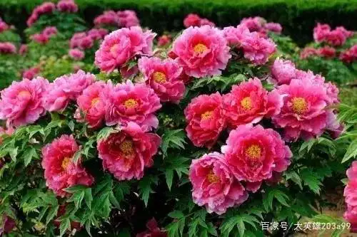 国色天香是牡丹 百花园中最娇艳 雍容华贵君王气 盛世花开美无边
