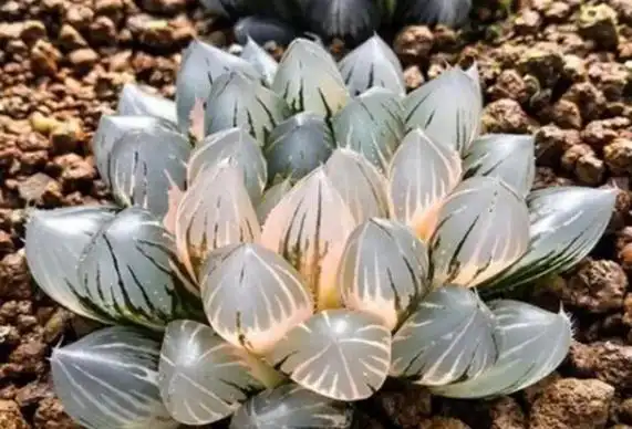 十大名贵多肉植物最贵的需要10万多肉界的大熊猫上榜