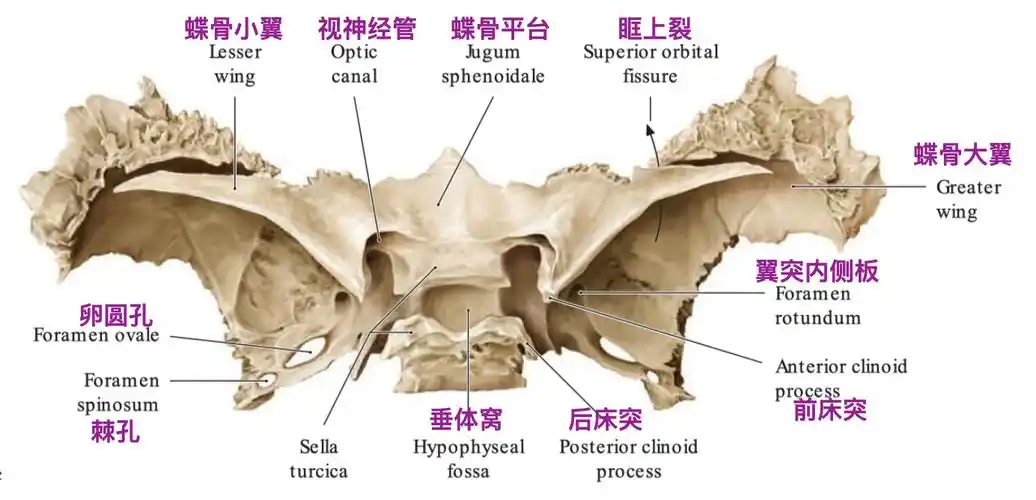 脑血管解剖学习笔记第41期颈内动脉床突段解剖