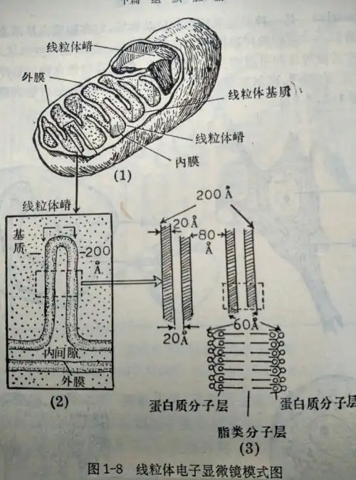 线粒体的结构图及文字标注