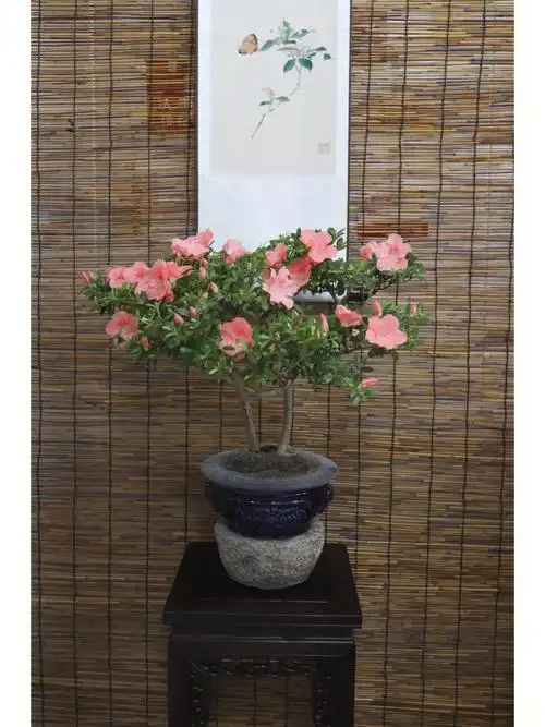 皋月杜鹃若蕙比须