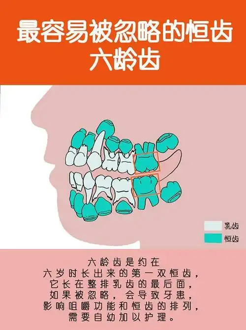 六龄牙在口腔中的位置相当重要,当它完全萌出后,口腔中牙齿的咬合关系
