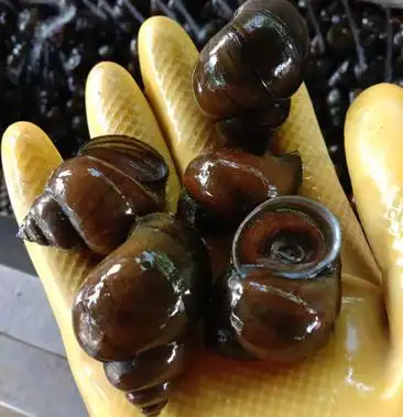 各种规格田螺中华圆田螺厚壳无青苔