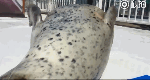 486_259gif 动态图 动图