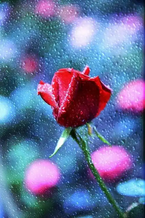分享图片一雨中的红玫瑰,鲜艳娇嫩,美丽绽放,真是太美啦
