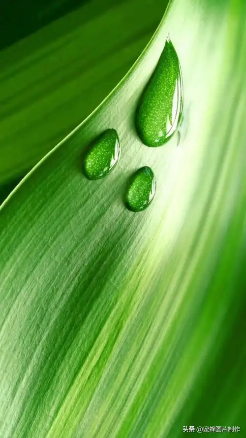 高清绿色护眼壁纸美景美图