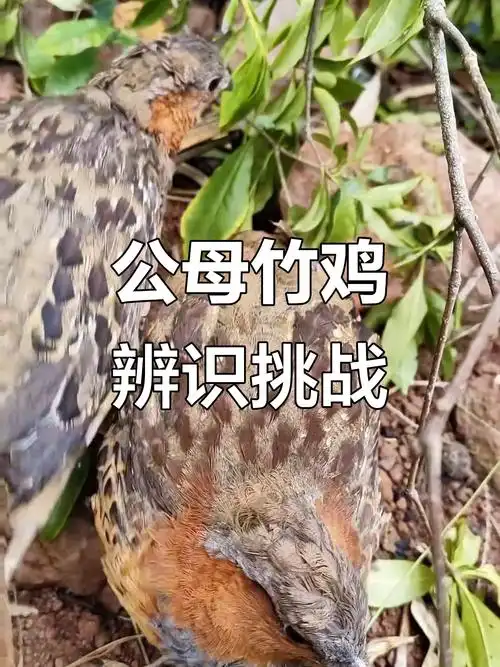 竹鸡公母大比拼,谁能分辨出来?