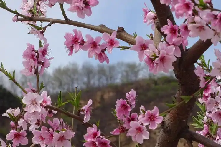 平谷桃花海