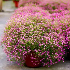 满天星盆栽带花重瓣