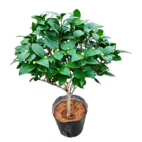 十八学士茶花盆栽树苗白底正宗福建室内名贵花卉