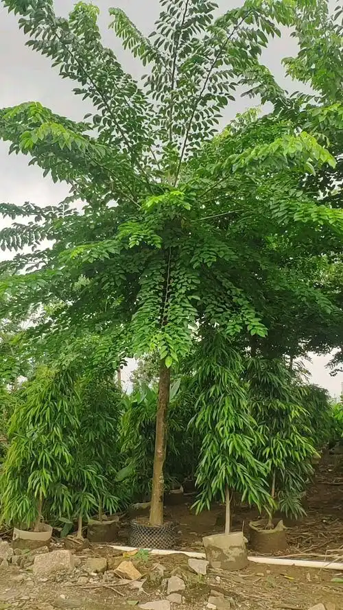 908供应 印度紫檀 15-18cm假植苗 大叶紫檀树 市政绿化行道树