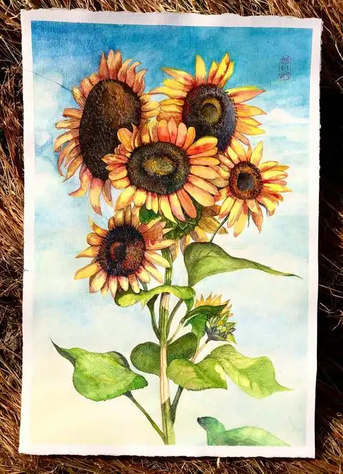 水彩手绘—向日葵