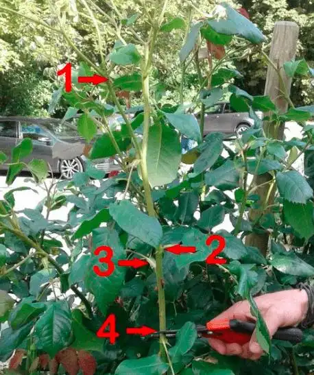 月季花后修剪的正确方法干货满满