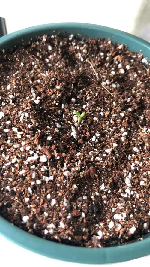 康乃馨播种之旅持续更新记录