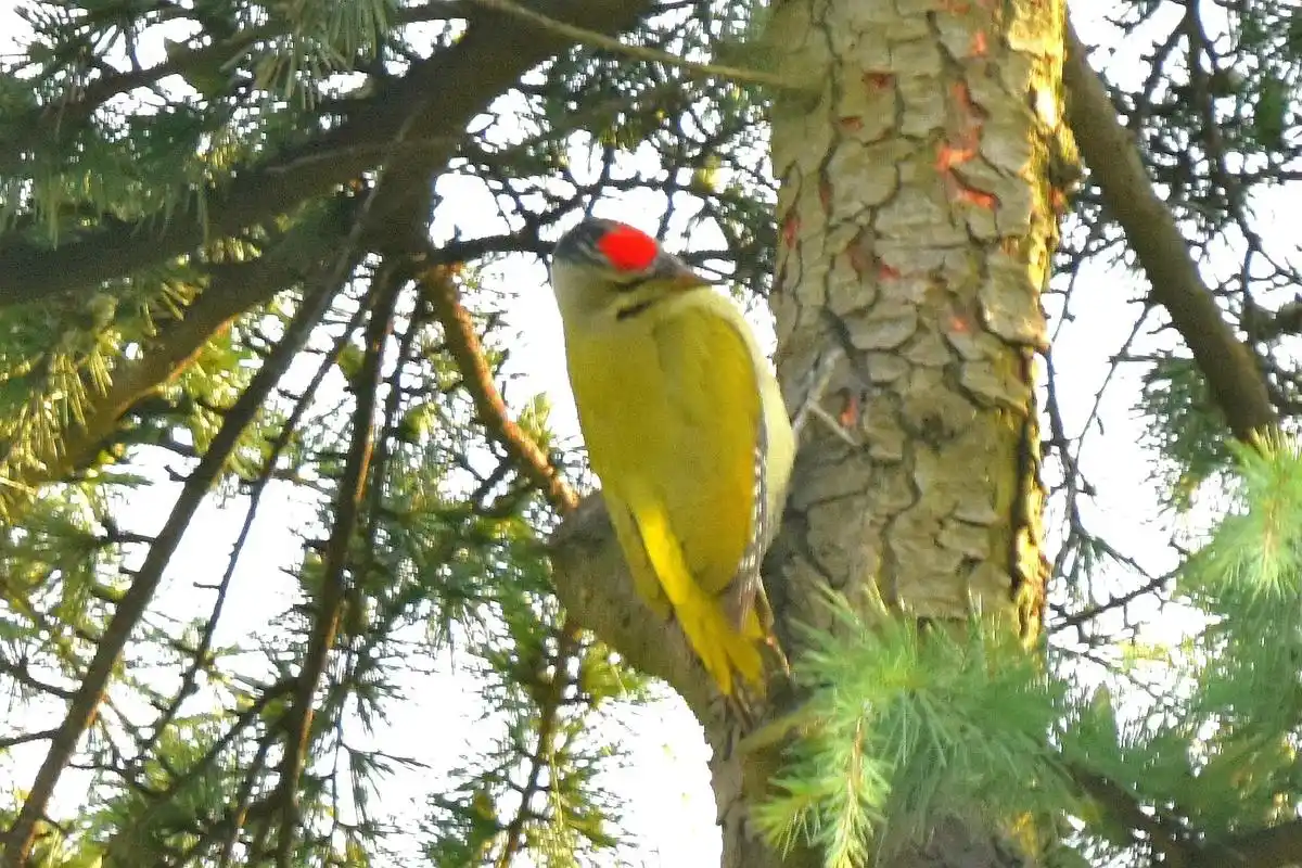 树林医生一一啄木鸟.啄木鸟品种多,大多以树上的害虫为食,以上 - 抖音