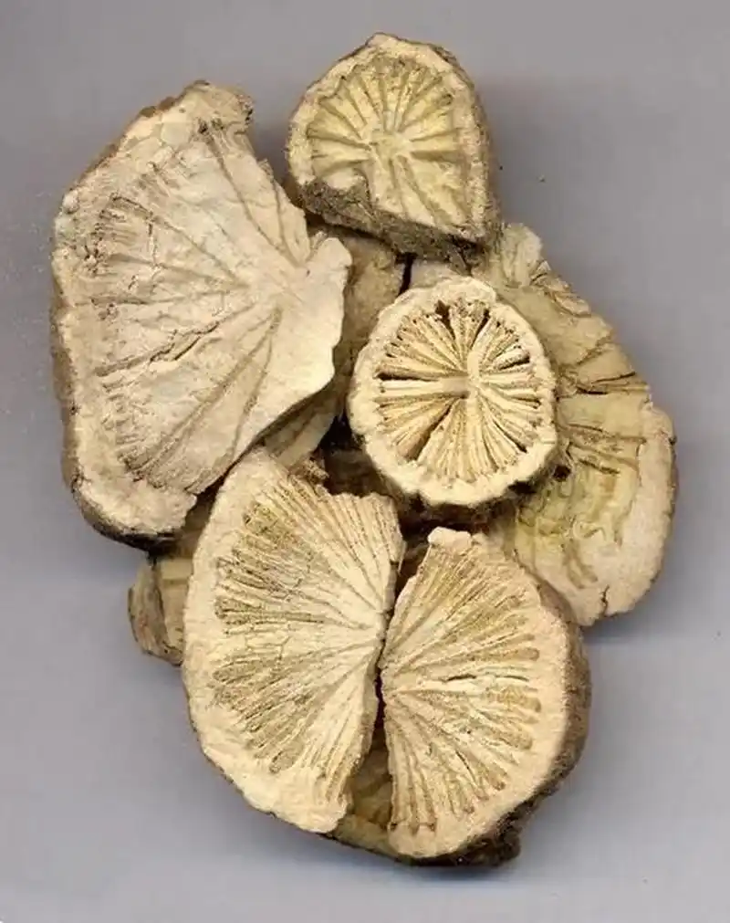 科多年生木质藤本植物粉防己或马兜铃科多年生缠绕草本植物广防己的根