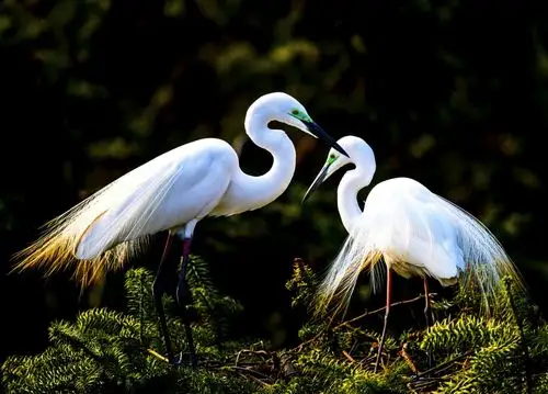 白鹭(恩爱夫妻)