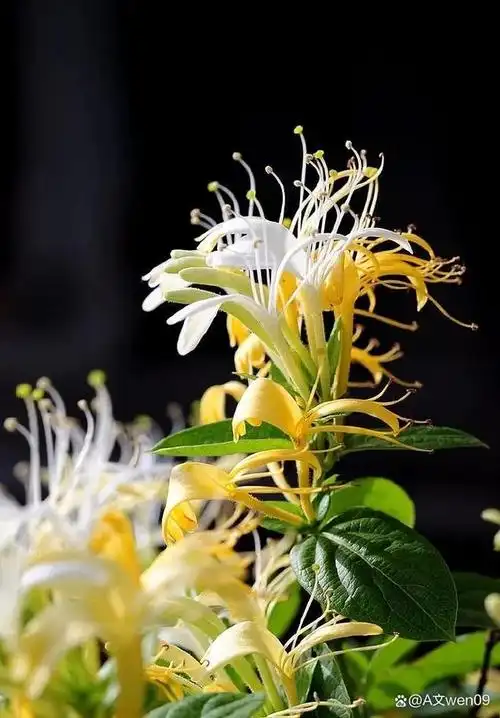 金银花的功效与作用