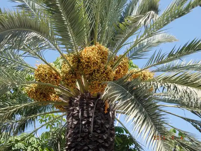 有名的伊拉克蜜枣,就是长在树上的.