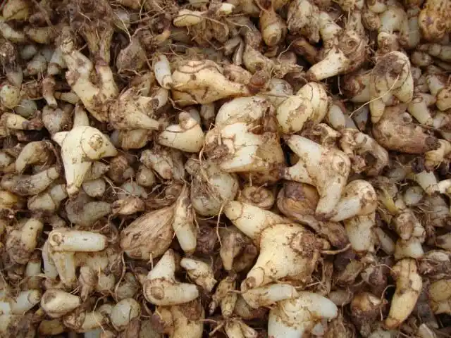 白芨|巫溪县 白芨|批发供应出售