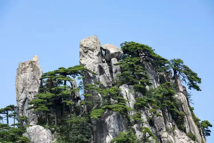 黄山的奇松怪石