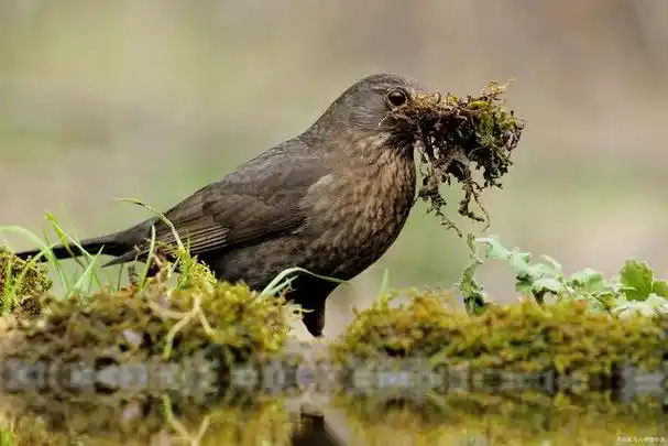 注意随处可见的斑鸠竟是三有保护动物可千万别乱捕