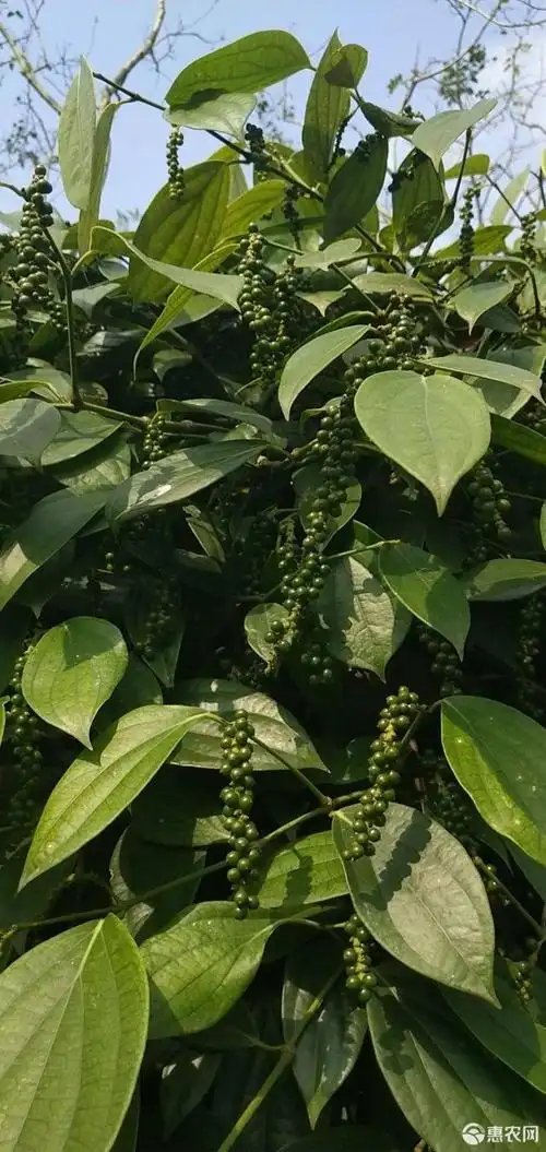 白胡椒 海南正宗【青胡椒】当天采摘当天发货