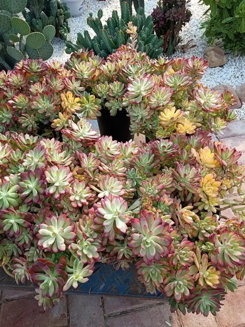 说起小叮当锦这种多肉很多肉友不熟悉,但要说红稚莲的话,我估计80%