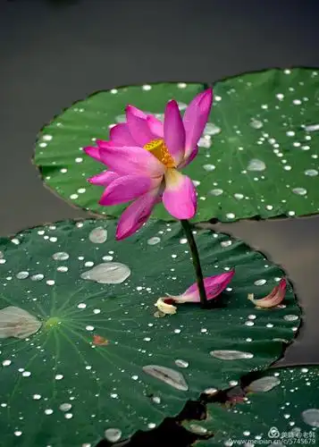 雨中的荷花,愈显娇艳.