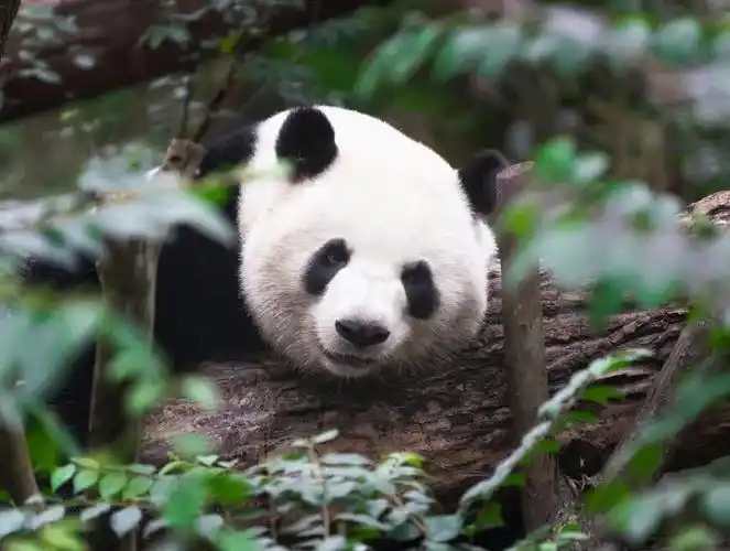 最新通报!监护人朱某某,5年内禁入!|大熊猫_新浪财经_新浪网