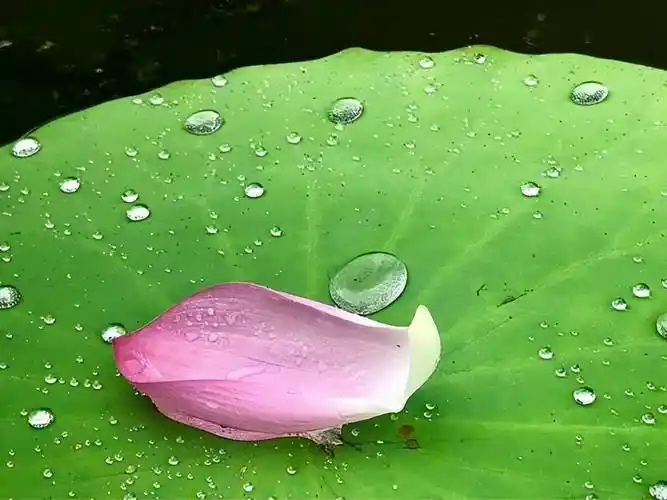 刘攽一首冷门七绝,诗中动静结合,将雨后池塘的美表现得淋漓尽致_荷叶