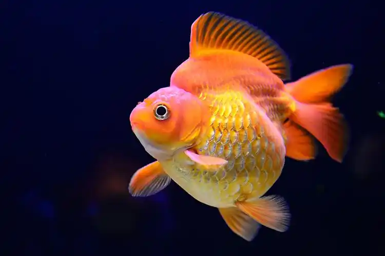 鱼宝宝-------亮相