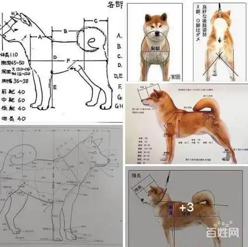 【图】- 精品柴犬公母都有! - 鞍山海城狗狗 - 海城百姓网