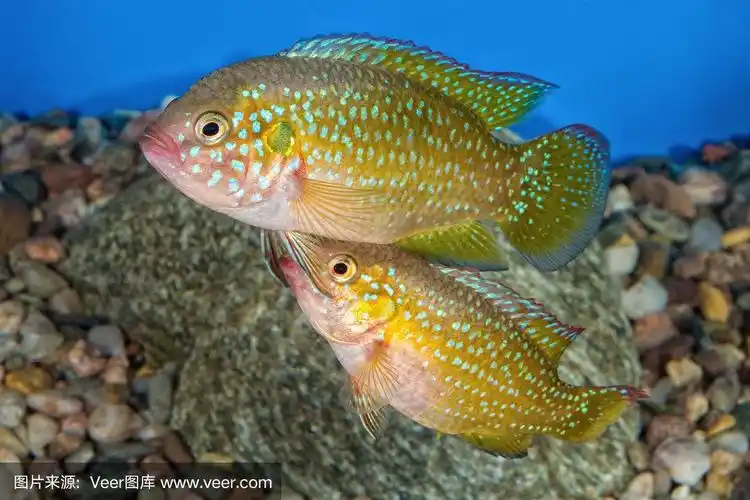 水族馆慈鲷科鱼类的肖像