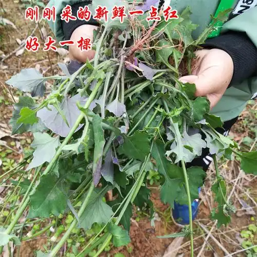 野生新鲜草药野生一点红草 叶下红,红背叶,羊蹄草 500克包邮