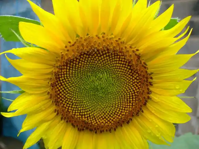 供应花卉种子观赏葵花种子向日葵种子花种子种子批发