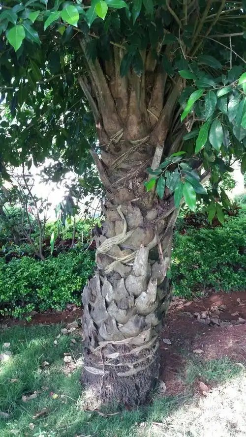 凤凰木接受小叶榕寄生.